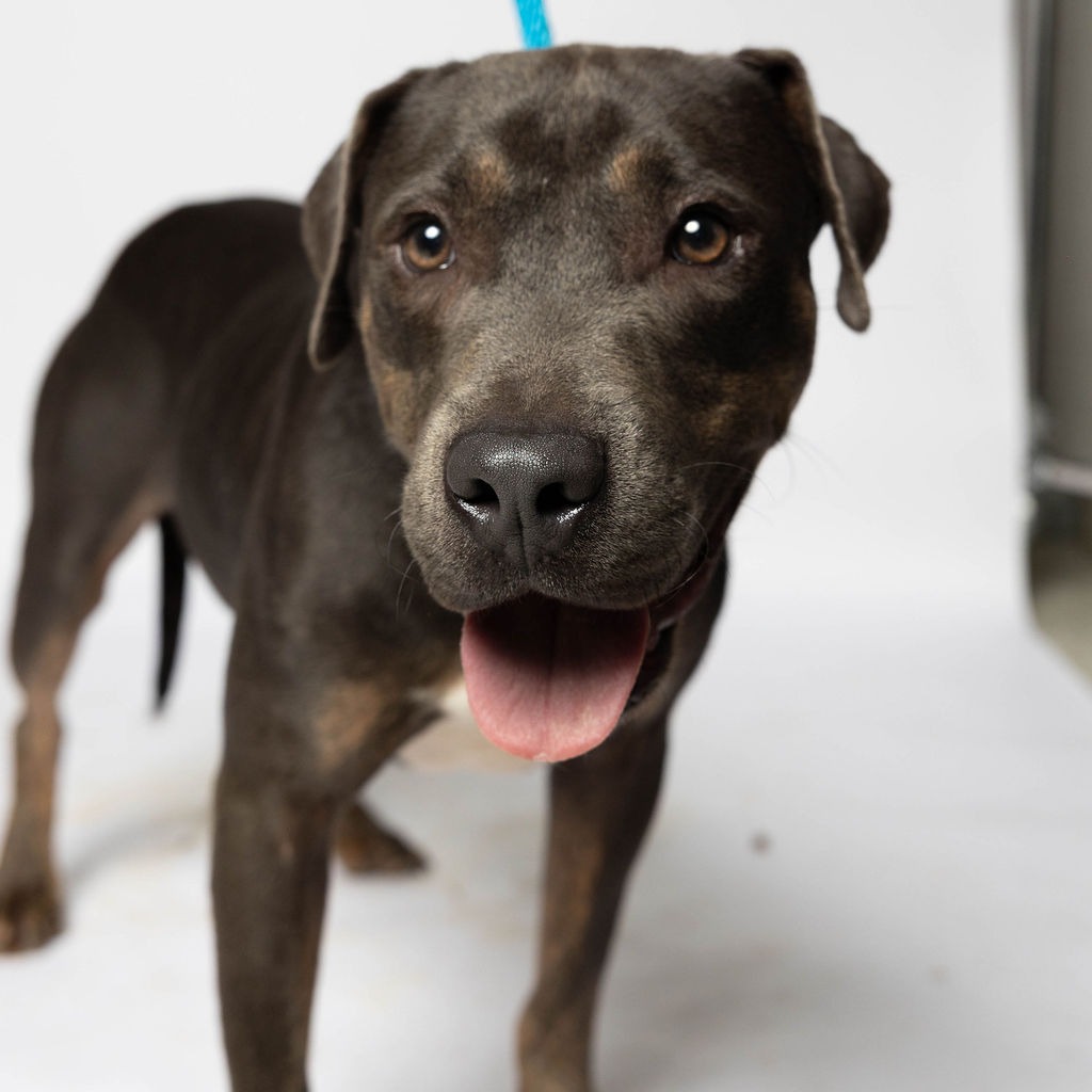 MISO - Terrier / Staffordshire Bull available for adoption