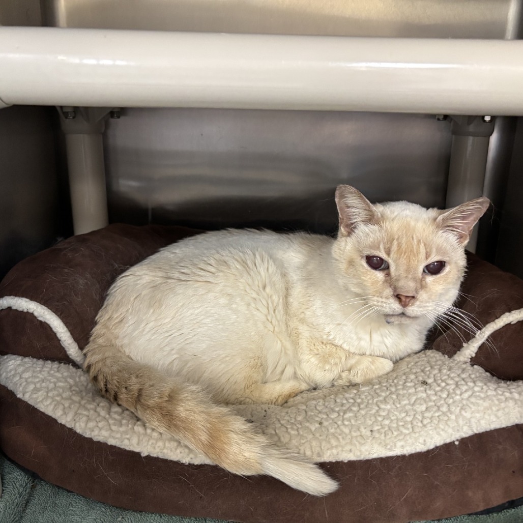 Pretty Kitty — thumbnail 2