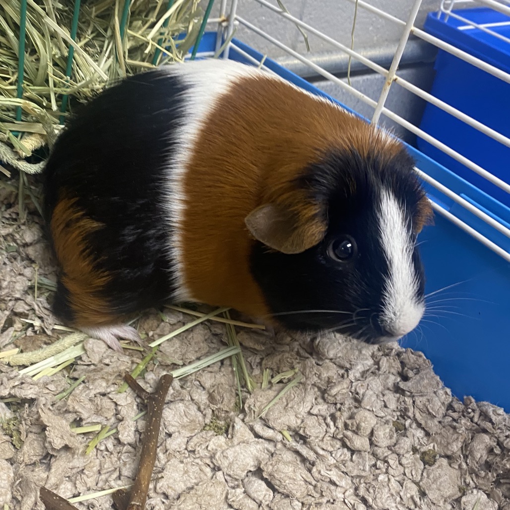 CALLIE - American available for adoption