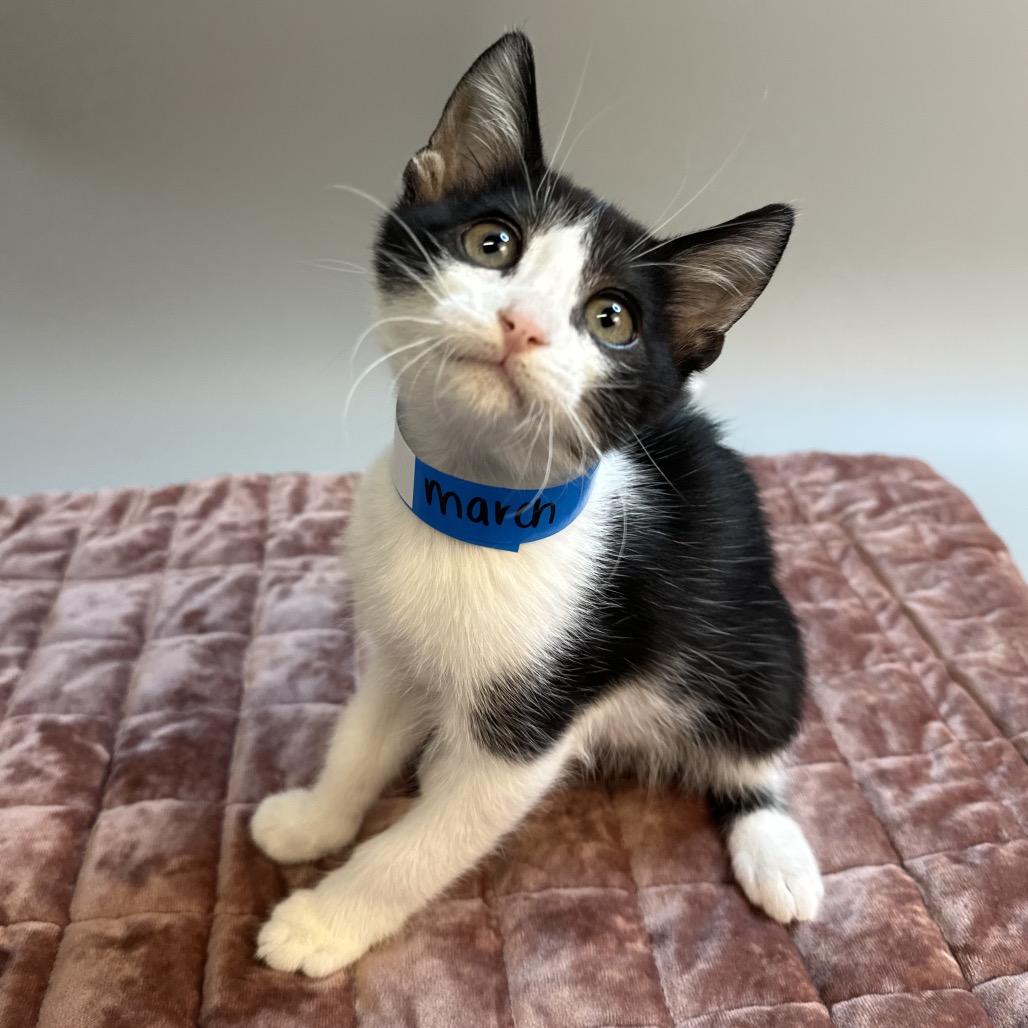 MARCH - Domestic Shorthair available for adoption
