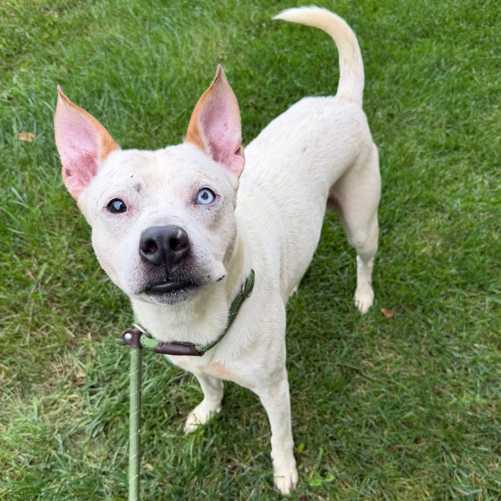 SEBASTIAN - Husky / Mixed Breed (Medium) available for adoption