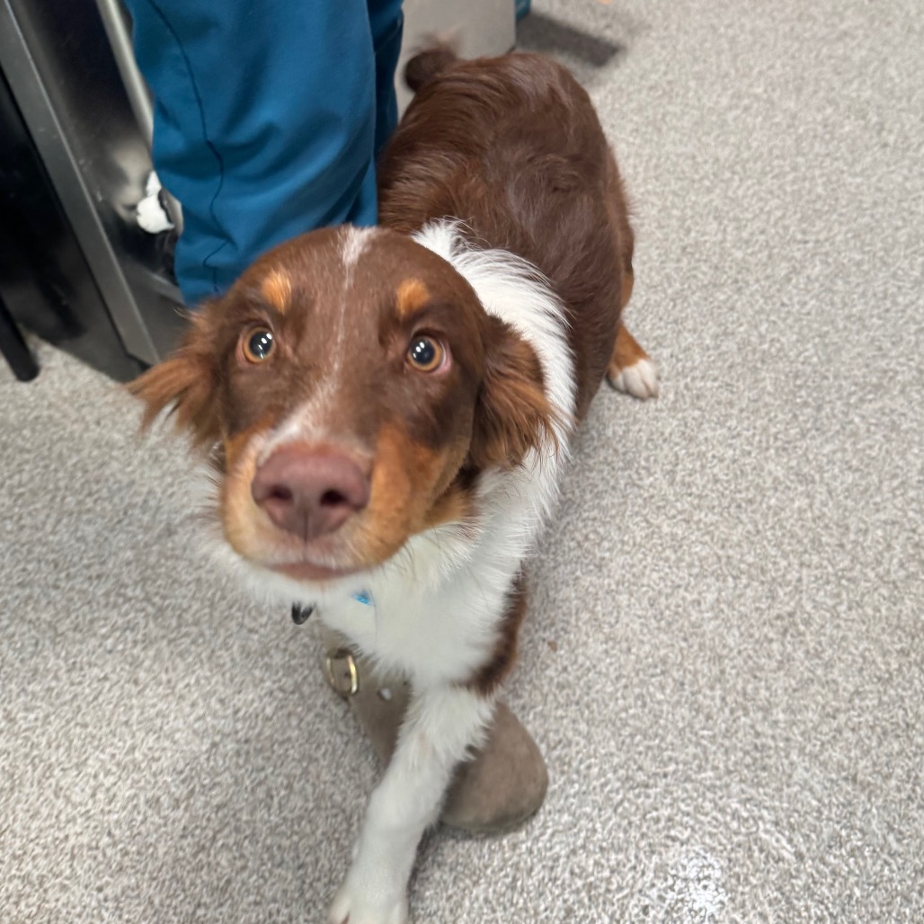 Australian Shepherd