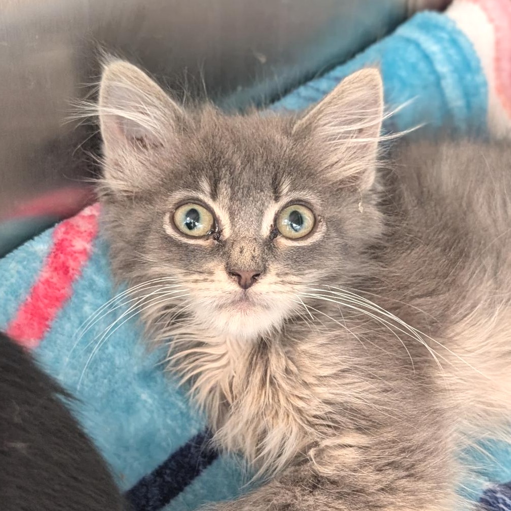ADVENTURE - Domestic Longhair available for adoption