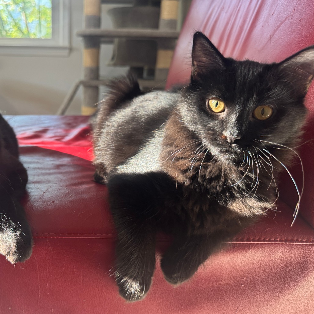 Luci — thumbnail 4