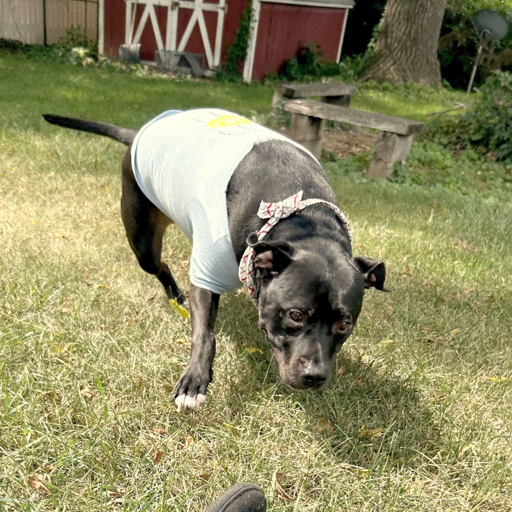 Bowser, photo 54