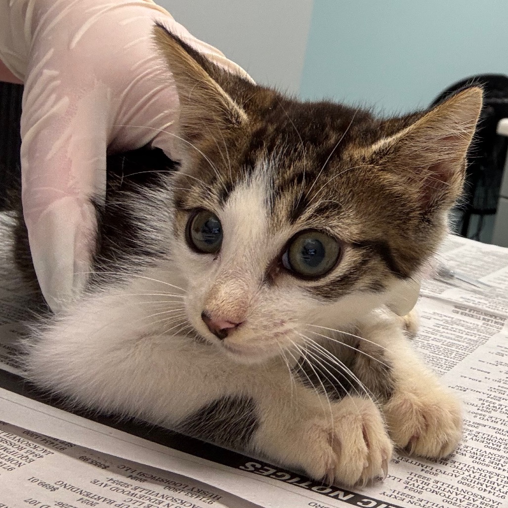 CINNAMON TWIST - Domestic Shorthair available for adoption