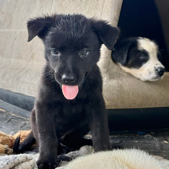 BEYONCE - Collie, Border / Shepherd available for adoption