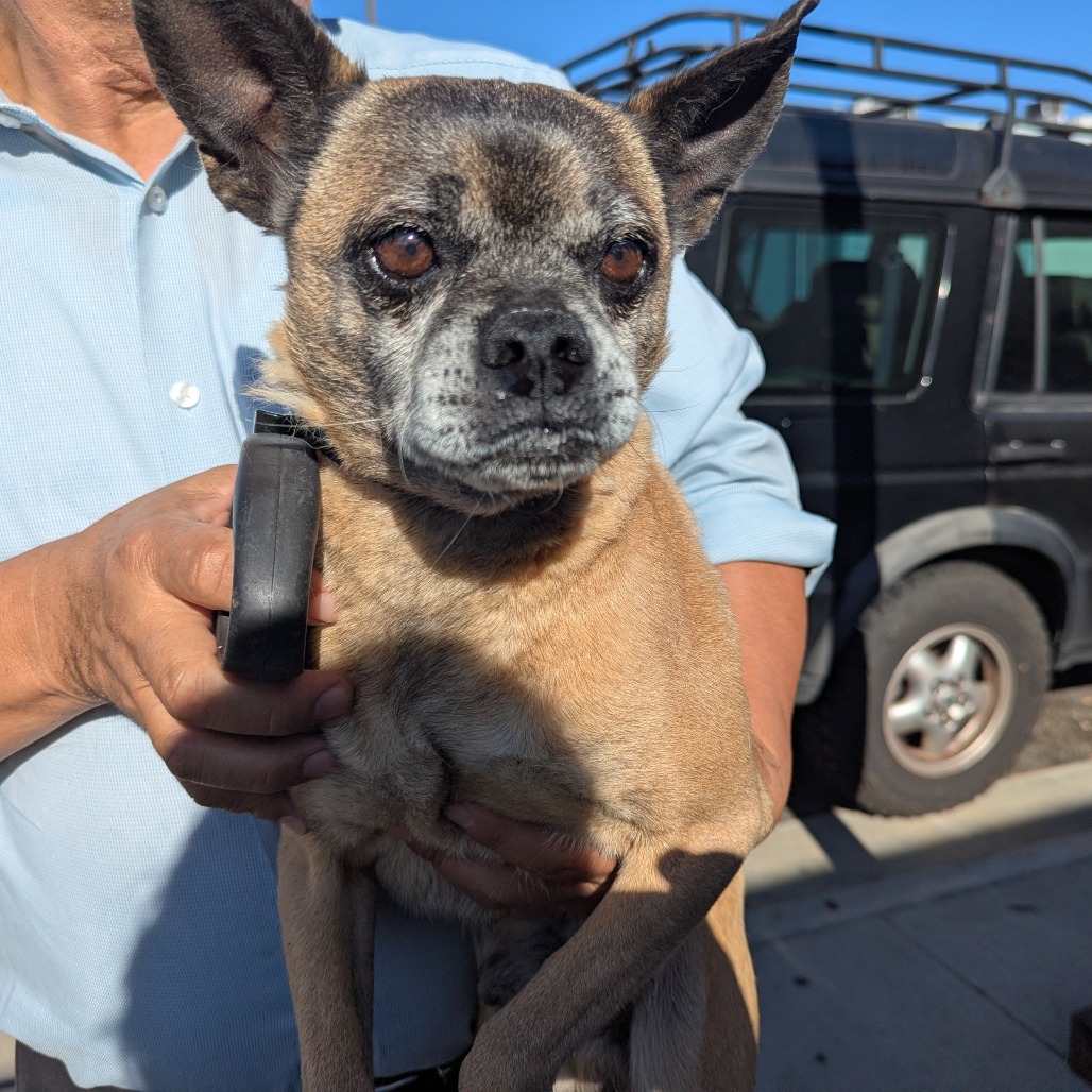 Chihuahua