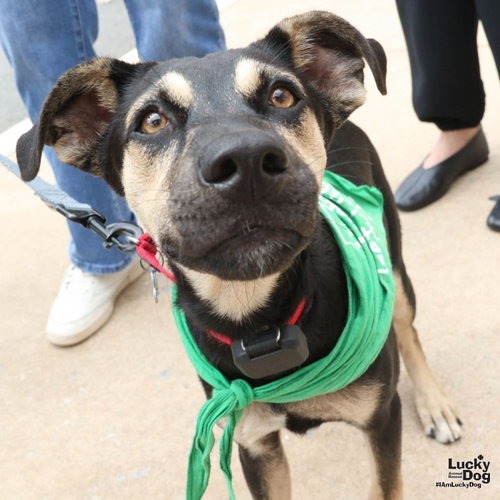 FAY - Shepherd available for adoption