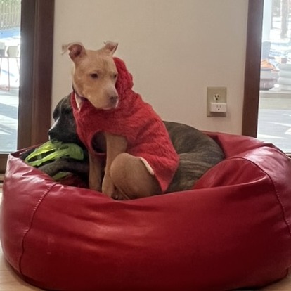 Chipkoo — thumbnail 3