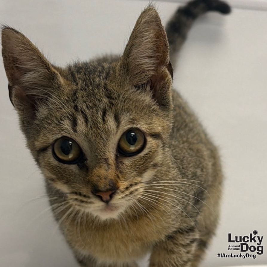 MAX - Domestic Shorthair available for adoption