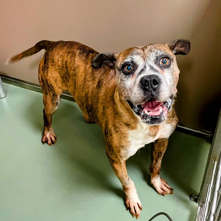 Tyson — thumbnail 2