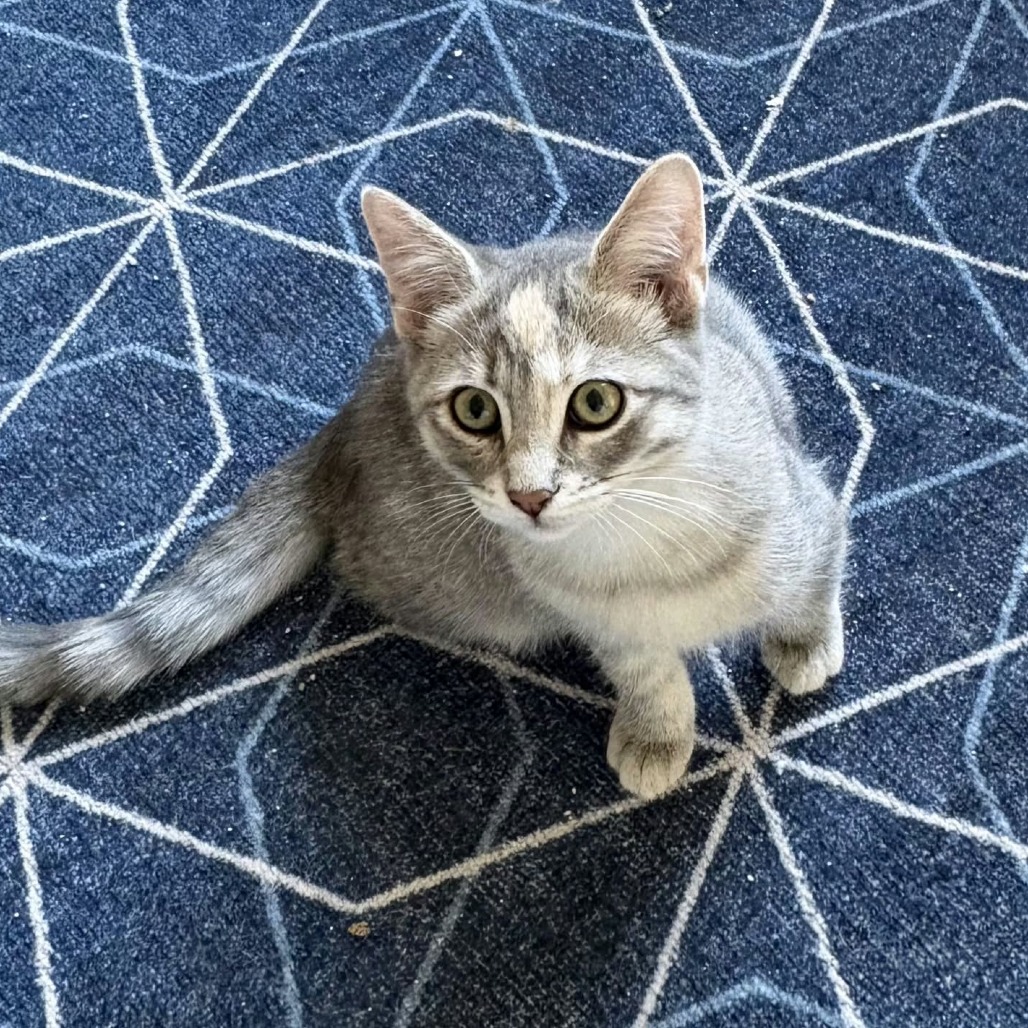 KYLIE - Domestic Shorthair available for adoption