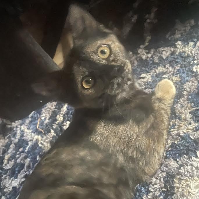 CALLIE - Domestic Shorthair available for adoption