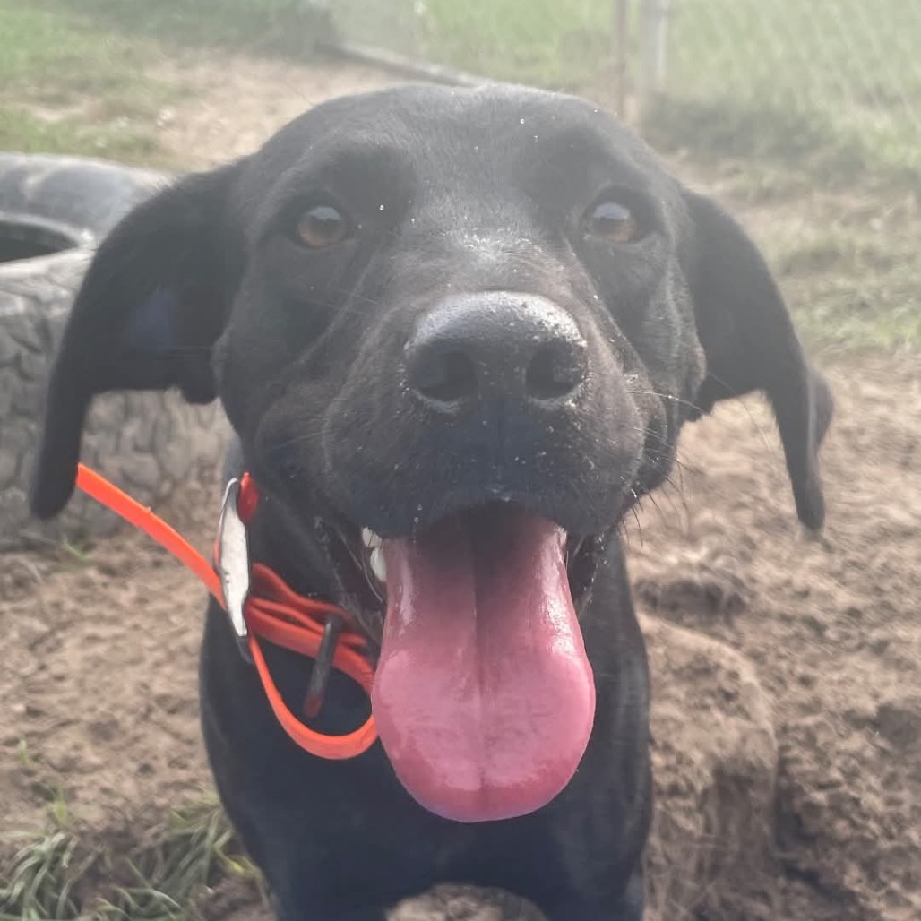 Charm, an adoptable Retriever, Labrador/Mix