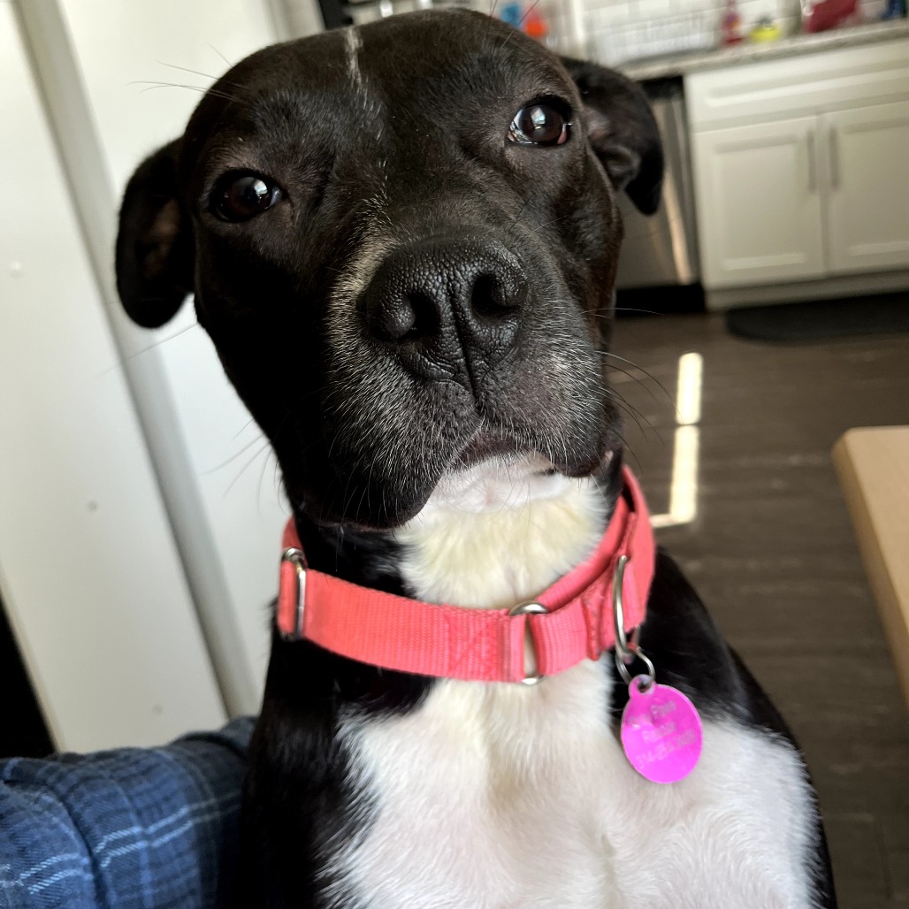 Tippy
