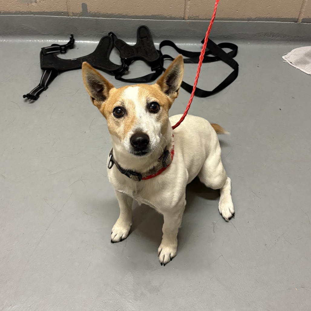 Terrier