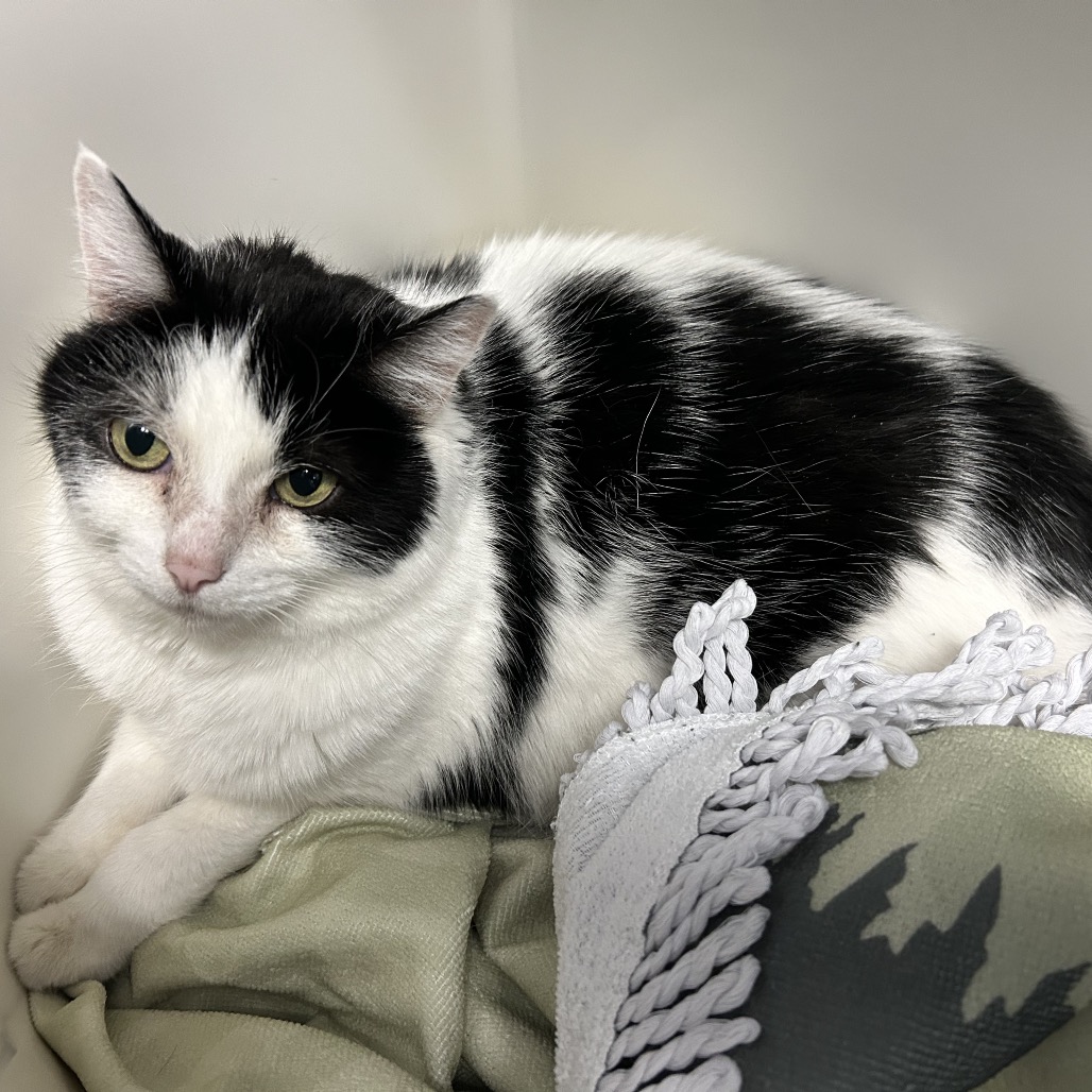 OREO - Domestic Shorthair available for adoption