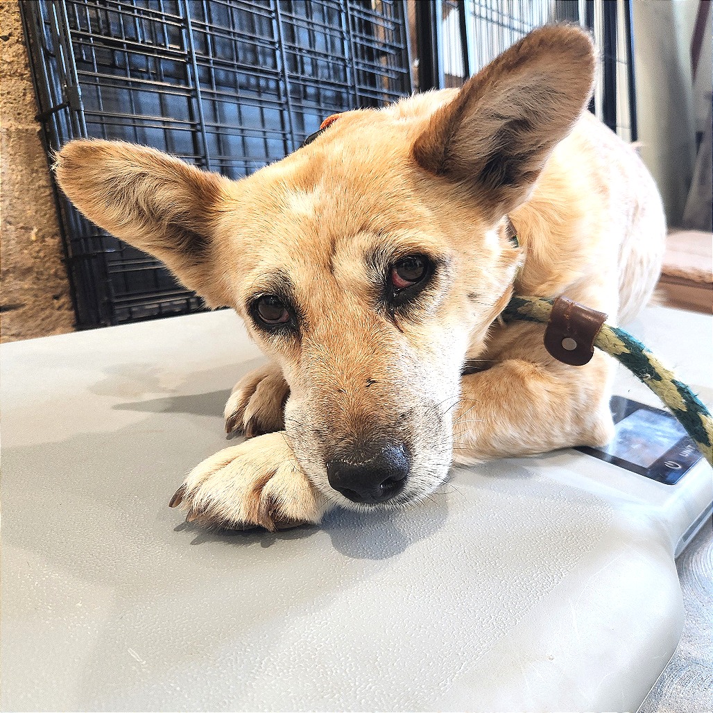 Brie — thumbnail 5