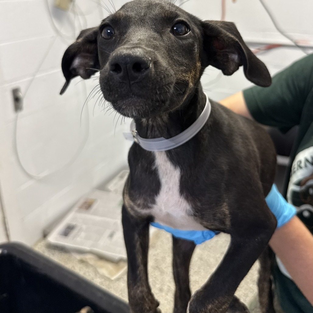 LECTERN - Catahoula Leopard Dog / Mix available for adoption
