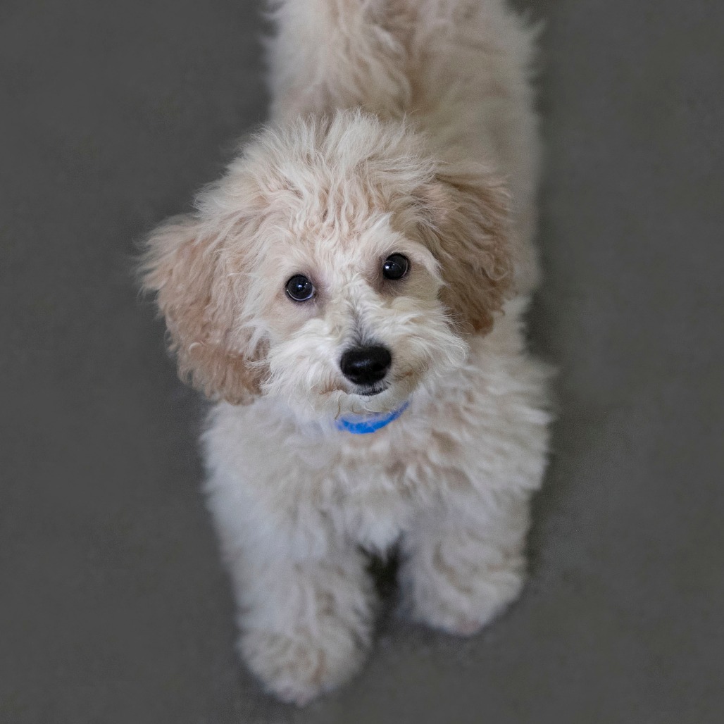 GUNNER (AG26-191) - Poodle, Toy / Bichon Frise available for adoption