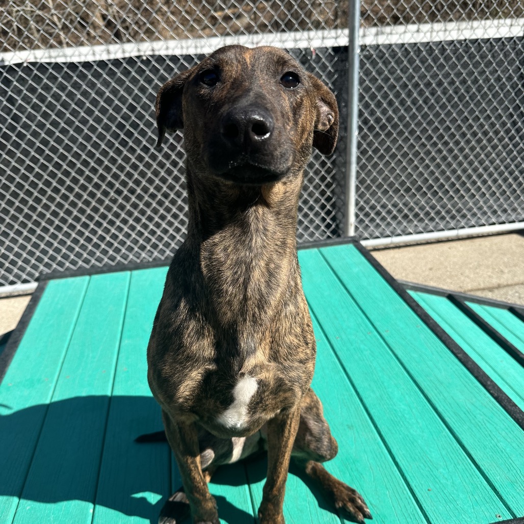 Mona Lisa — thumbnail 5