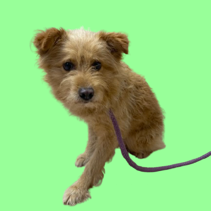 Yogi