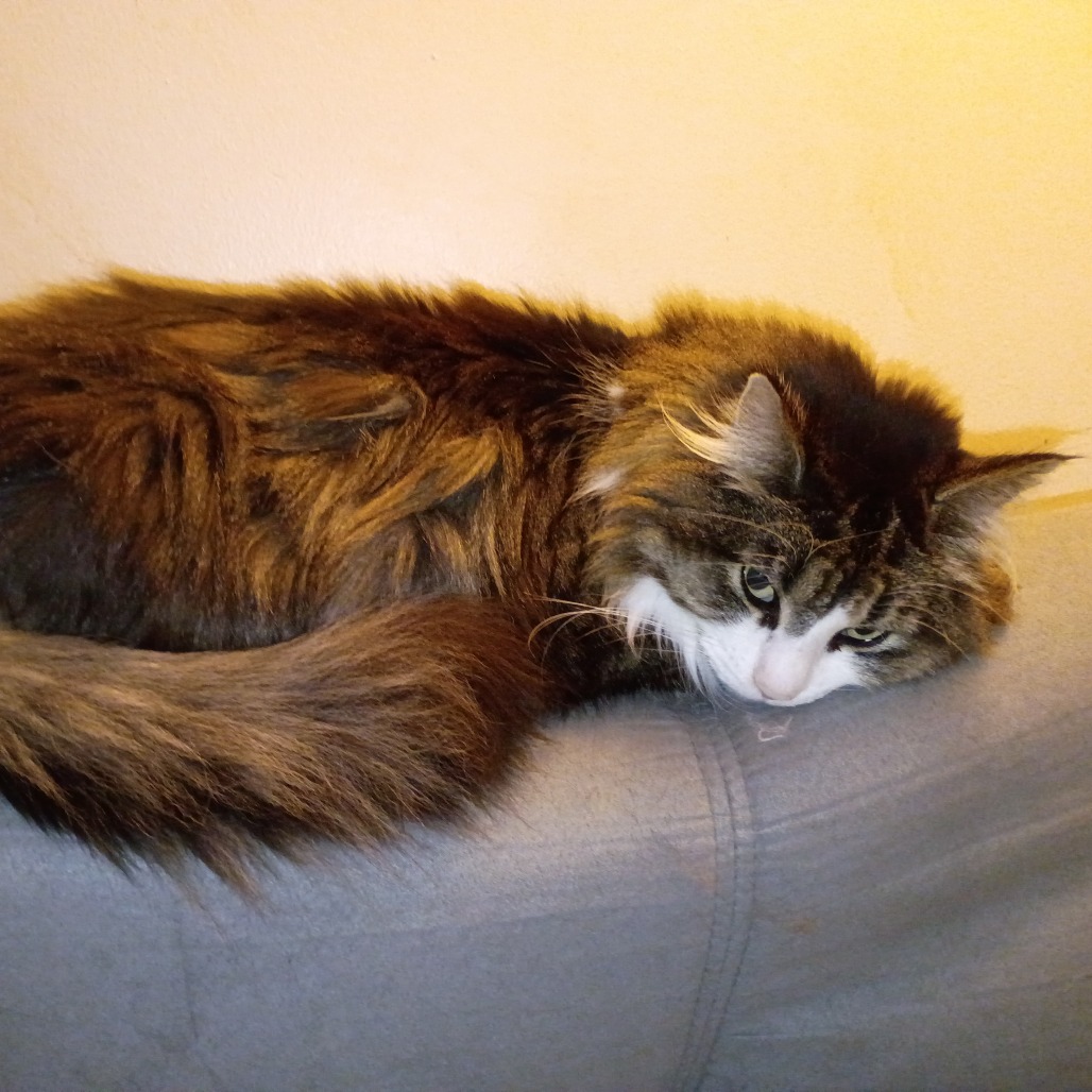 Missy — thumbnail 3