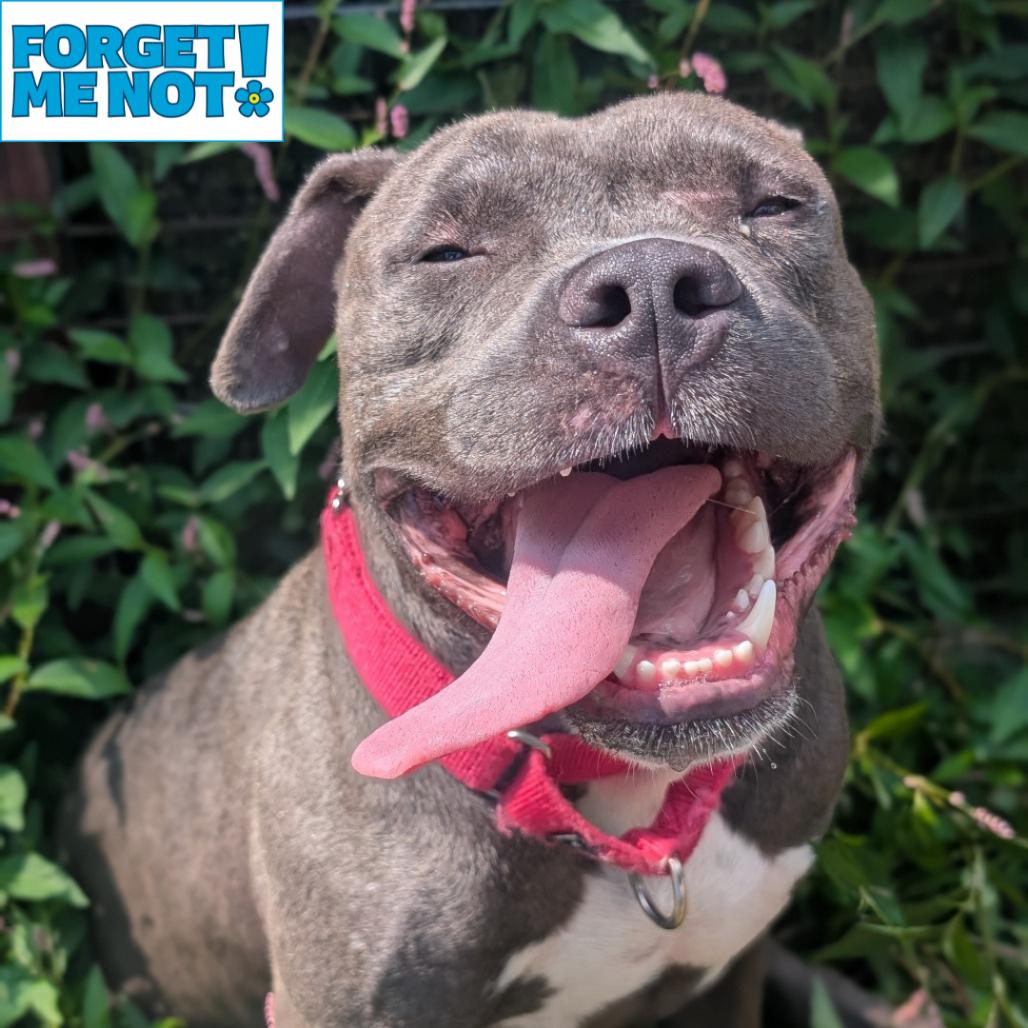 MARACAS - Terrier / American Pit Bull available for adoption