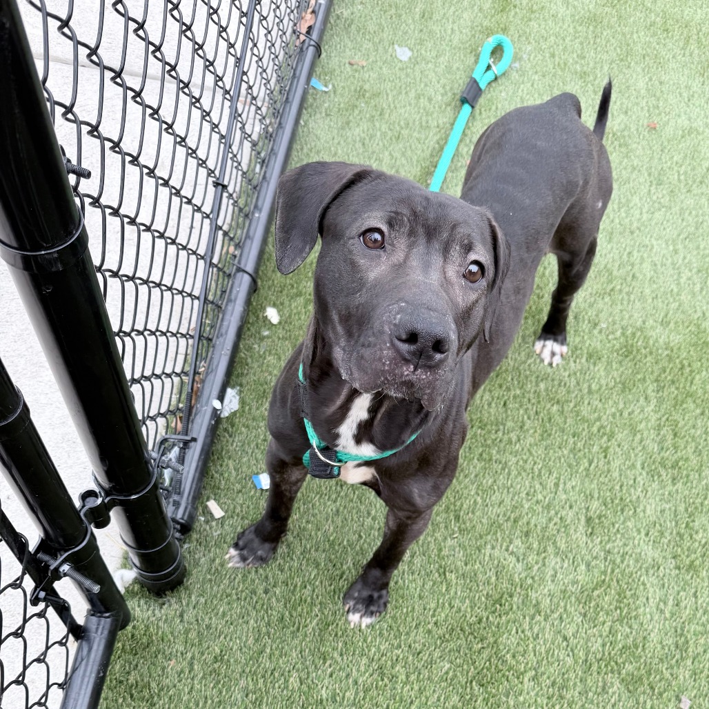 Sheba Baby — thumbnail 2