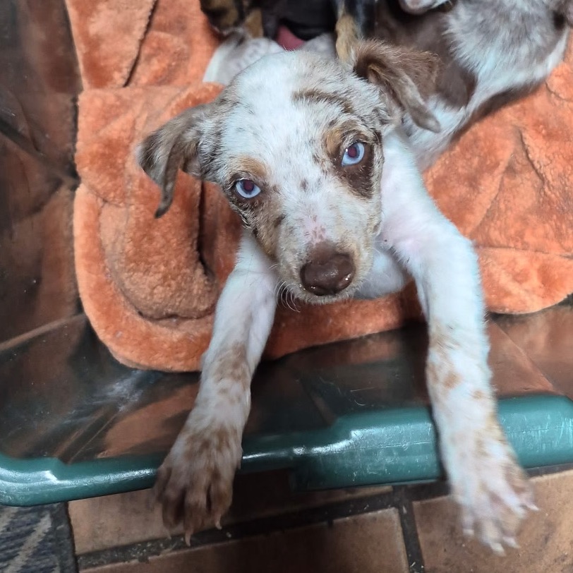 Charlie is available for adoption at Furry Friends Humane