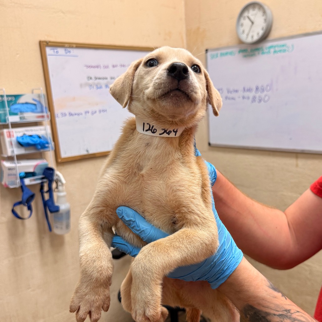 Labrador Retriever