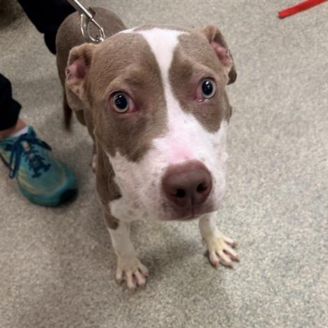 ACE - Mixed Breed (Medium) available for adoption