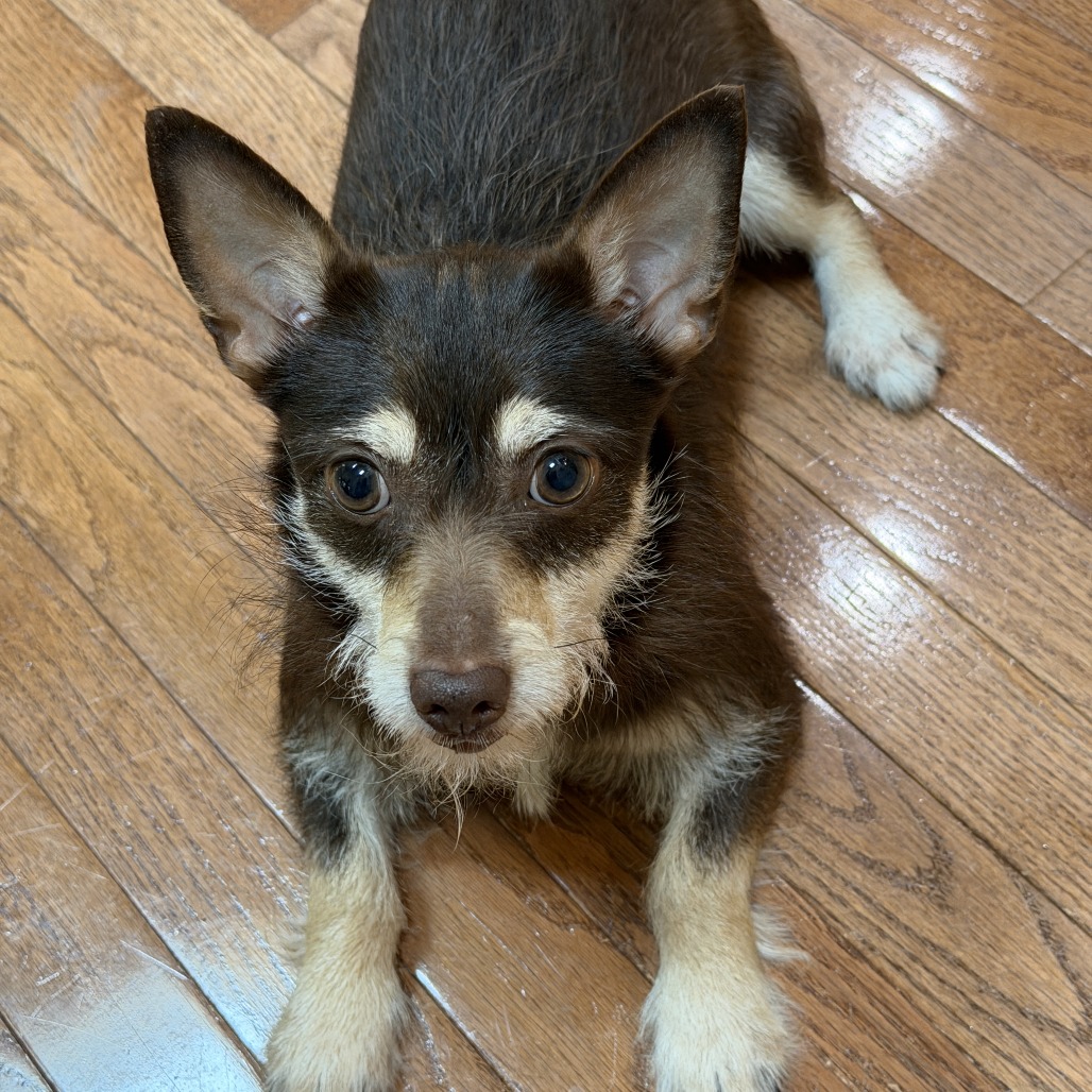 Maple