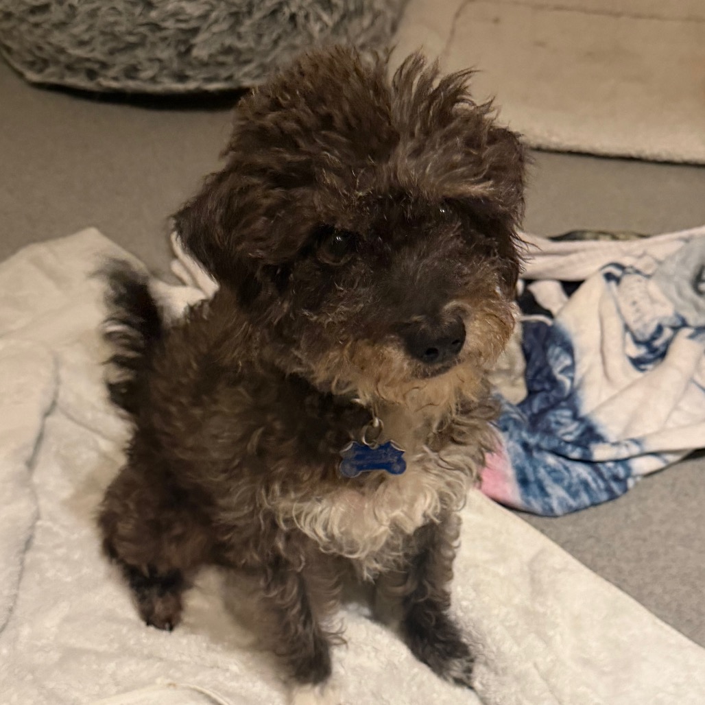 Twinkle (bonded with Star) - Costa Mesa Location, photo 16