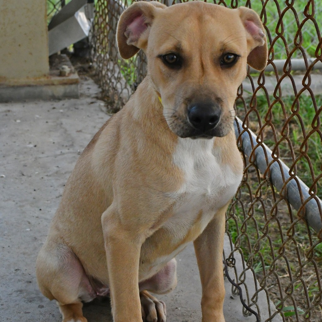 FLO - Black Mouth Cur available for adoption