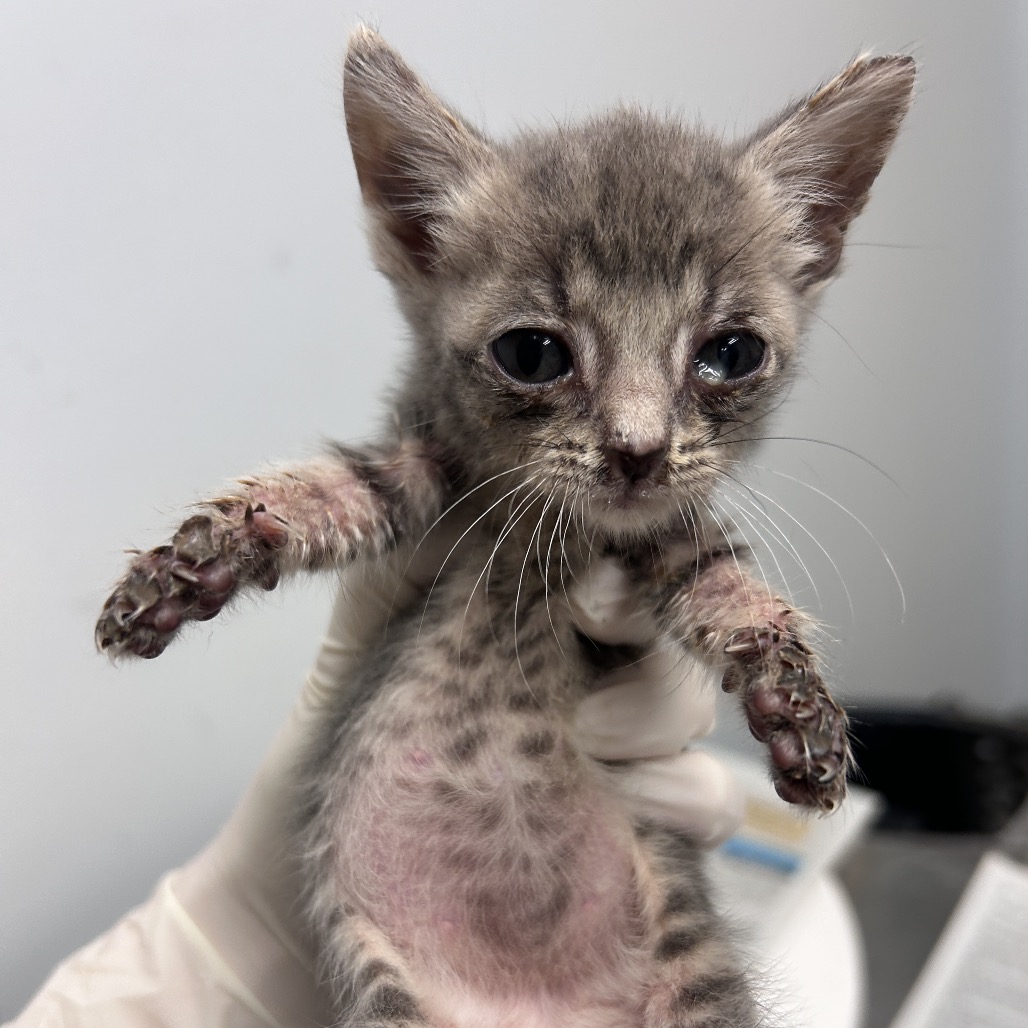 BASHFUL - Domestic Shorthair available for adoption