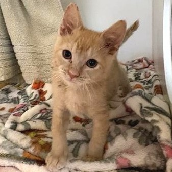 Milo, photo 2
