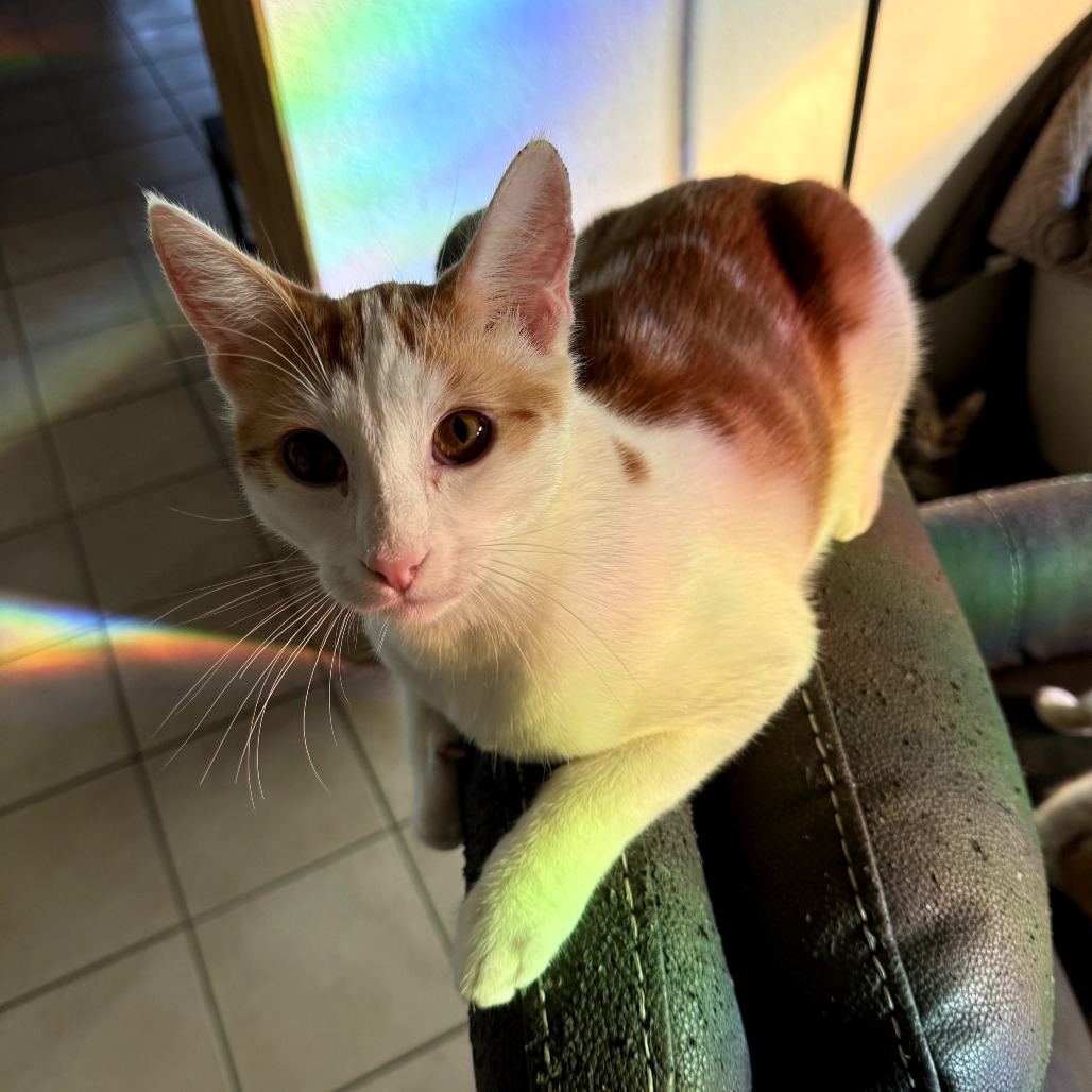 Gus Gus