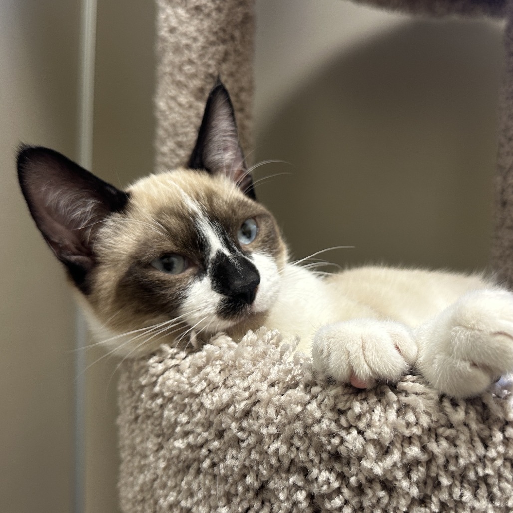 BLUE - Domestic Shorthair available for adoption