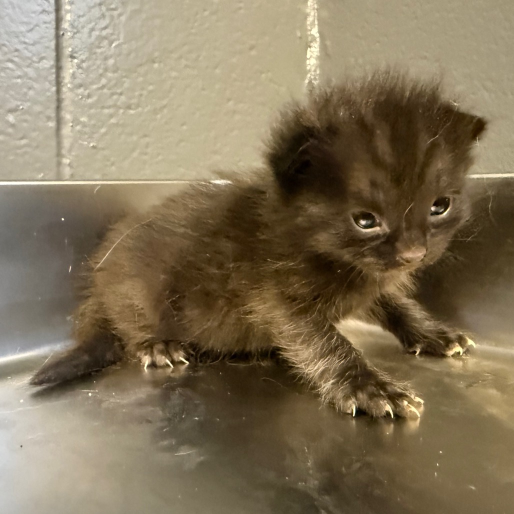 Tusc Stray 84326 2 3