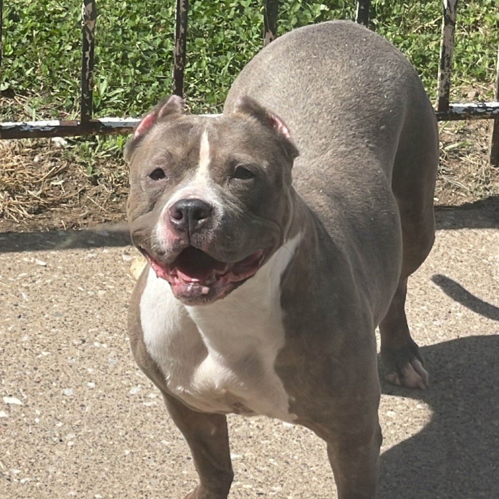 Phoenix — thumbnail 3