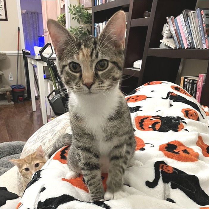 Galaxy — thumbnail 3