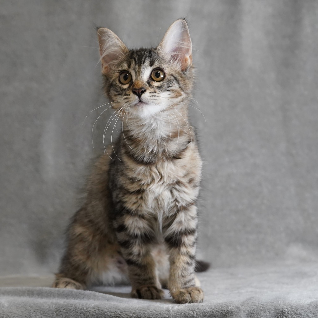 THERESA - Domestic Medium Hair available for adoption