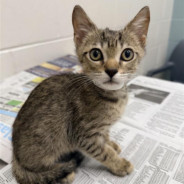 FISH - Domestic Shorthair available for adoption