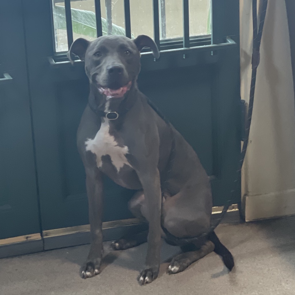 Pit Bull