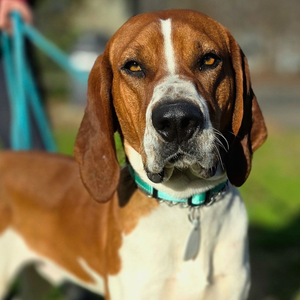 Ajax — thumbnail 2