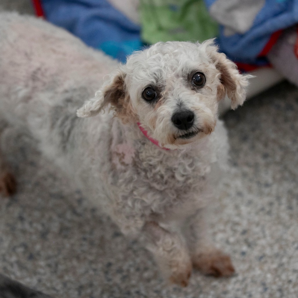 Tracey (AP26-67), photo 18
