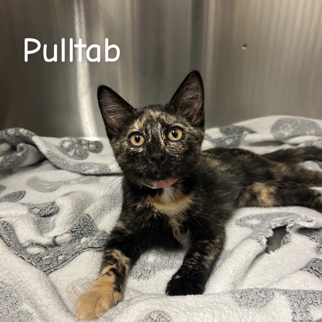 Pulltab