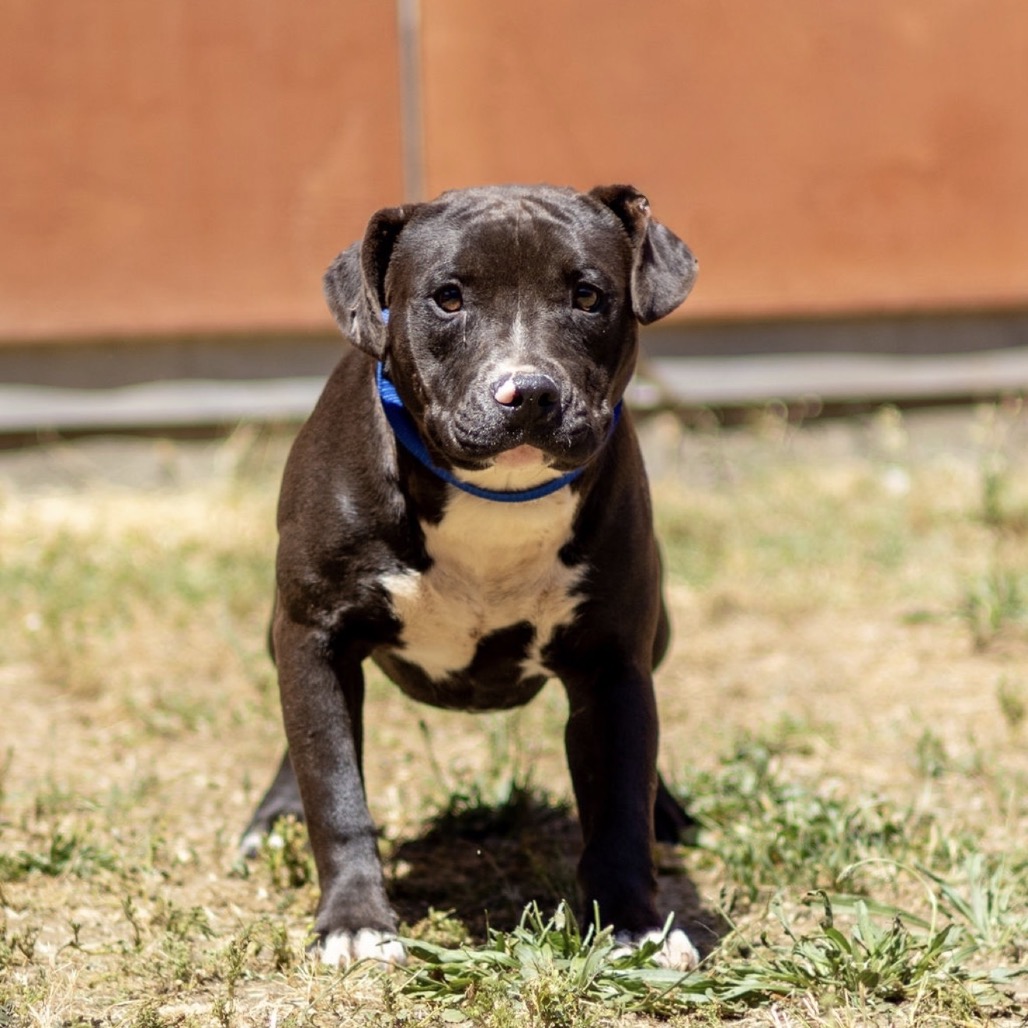 Kennel#21(Hermione) 's preview photo